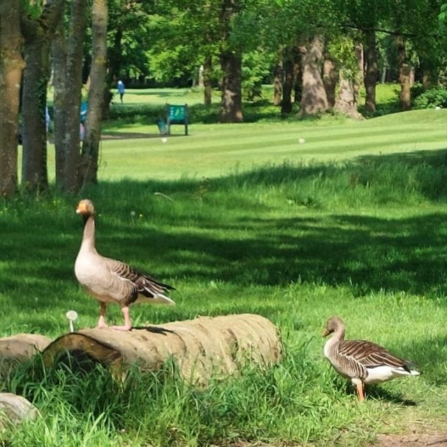 A couple of beautiful Greylag Geese off the 2nd on the main course looking for shade. #wildlife #greylaggoose #golf